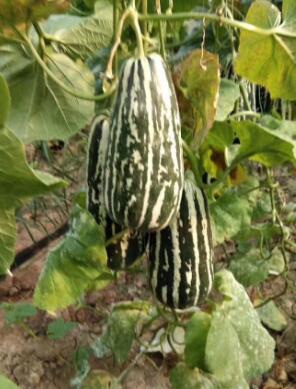 淅川哪有卖羊角蜜甜瓜苗,内乡嫁接甜瓜苗育苗厂家2026